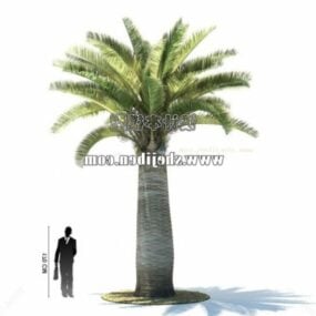 Big Palm Tree 3d model