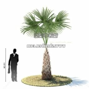 Buiten Aziatische palmboom 3D-model