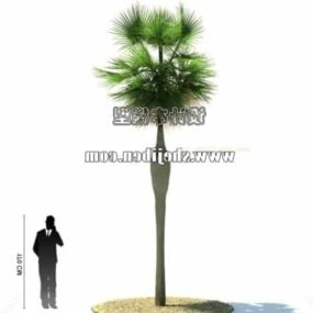 Buiten hoge palmboom 3D-model