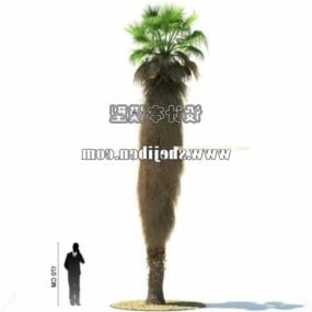 Prachtig palmboom 3D-model