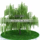 Pohon Willow Besar