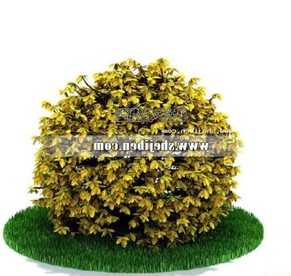 Outdoor Yellow Hedge Plant