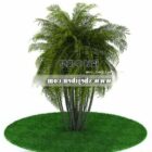 Outdoor Small Palm Tree