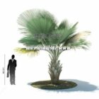 Venkovní zahradní palma