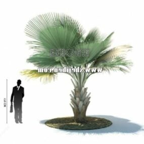 Palmier de jardin extérieur modèle 3D