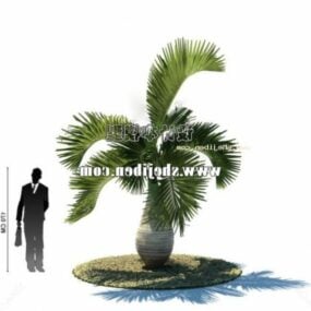 3D model rostlin asijské palmy