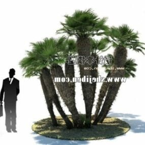 Açık Havada Gerçekçi Bahçe Palmiye Ağaçları 3D model