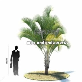 Outdoor Garden Palm Tree V1 3d model