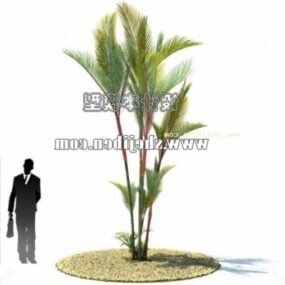 Açık Küçük Hindistan Cevizi Ağacı 3d modeli
