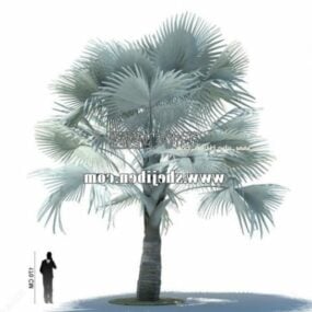 White Palm Tree 3d model