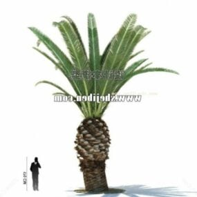 Krásný 3D model asijské palmy