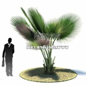 3D model divoké palmy