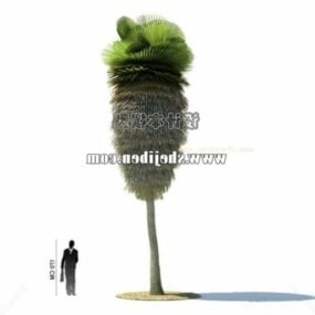 3д модель пальмы с большим листом