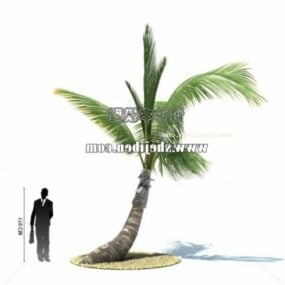 Curved Coconut Tree 3d model