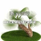 Puutarha Pieni palmu
