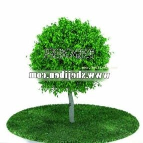 Model 3d Pohon Berdaun Lebar Eropa