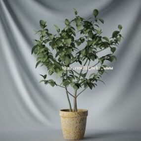 Petite plante d'intérieur en pot modèle 3D