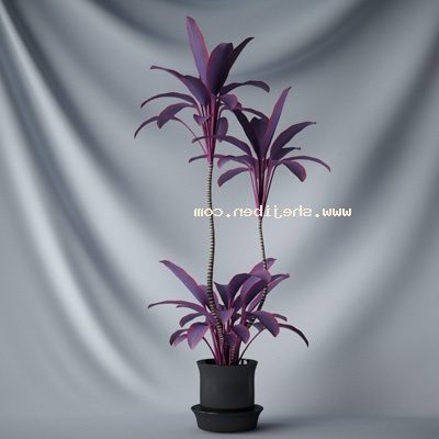 Plante violette en pot d'intérieur