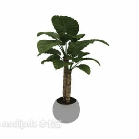 Indoor Bonsai Big Leaf Plant 3d model