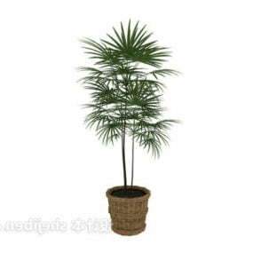 Indoor Pot Bonsai Plant 3d model