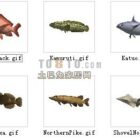 Modèle 3D de poisson.