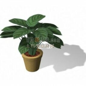 Indoor Potted Plant Large Leaf 3d model