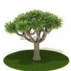 Zimmerpflanzen-Schönheitsbaum