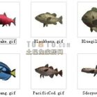 Sada 30 zvířecích ryb