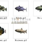 Animal Fish 30 Fishes