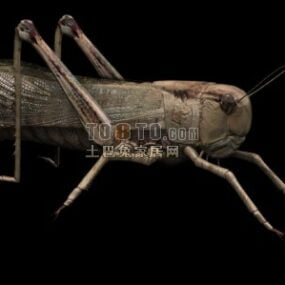 Divoké zvíře kobylka 3D model