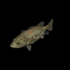Malý kapr ryby zvíře 3D model
