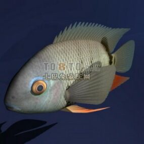 River Carp Fish 3d model