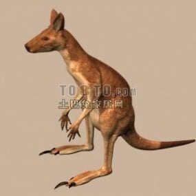 דגם תלת מימד של חיות קנגורו אוסטרלי