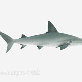 3д модель животного большой акулы
