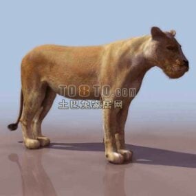 Realistic Africa Female Lion 3d model