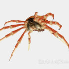 Crab Lowpoly Animal