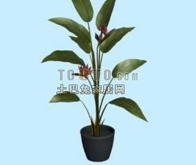 Palmilla Plant 3d model