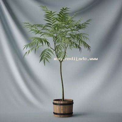 Plante en pot à feuilles vertes