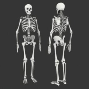 3D model lidských kostí