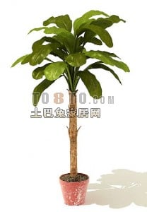 Indoor Tree Plant