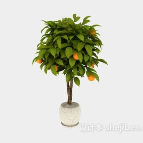 Indoor Potted Orange Tree 3d model
