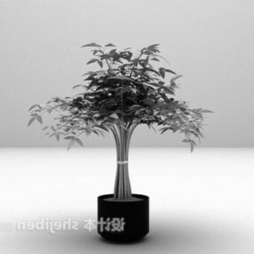 Indoor Potted Plants 3d model