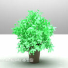 Vnitřní malá listová zelená rostlina