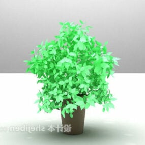屋内の小さな緑豊かな植物3Dモデル