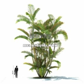 Large Palm Plant Tree 3d model