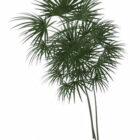Outdoor Palm Plant