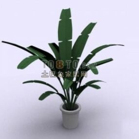 Plant Pot Banana Tree 3d model