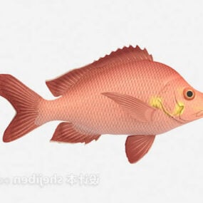 Vann rød fisk 3d-modell