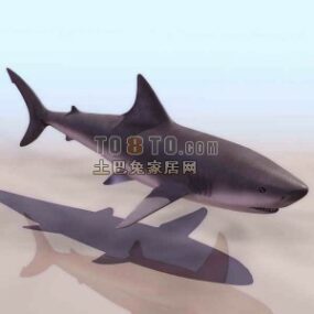 โมเดล 3 มิติสัตว์ฉลามขนาดต่าง ๆ