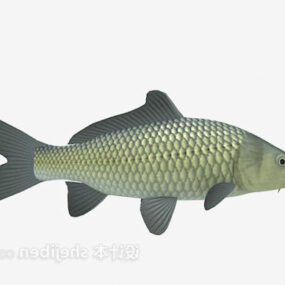 Green Carp Fish 3d model